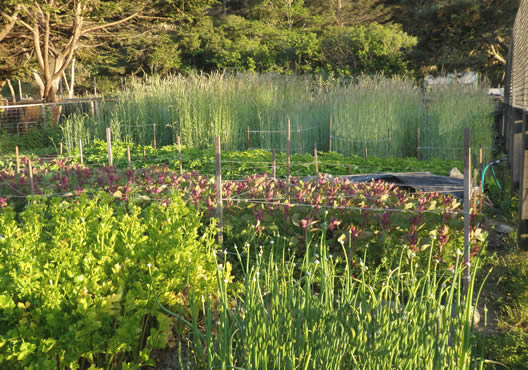GROW BIOINTENSIVE crops at Victory Gardens for Peace Mini-Farm
